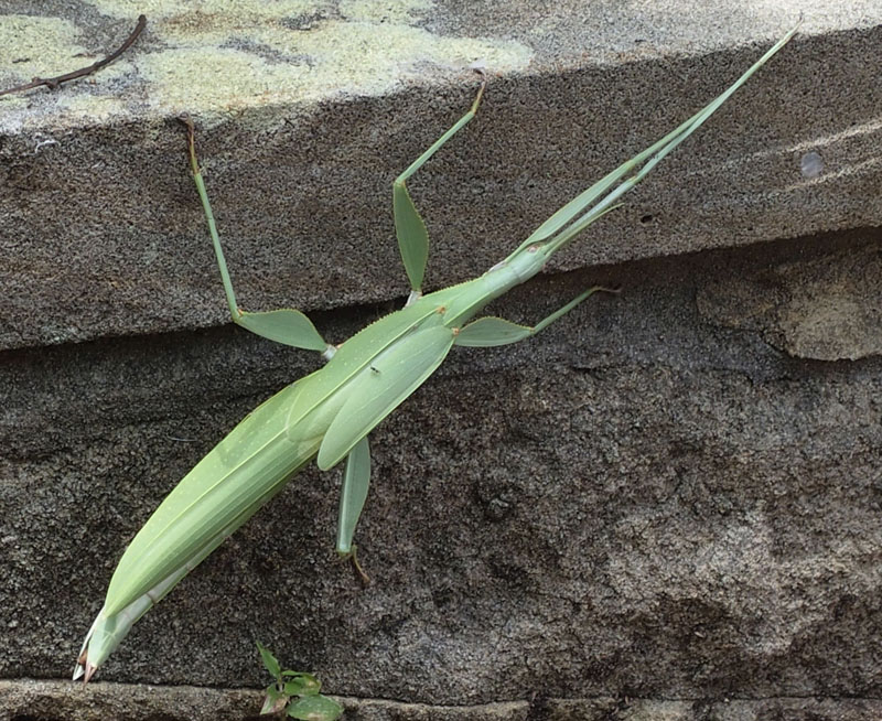 Spur-legged phasmid