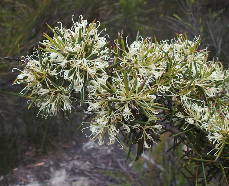 Hakea