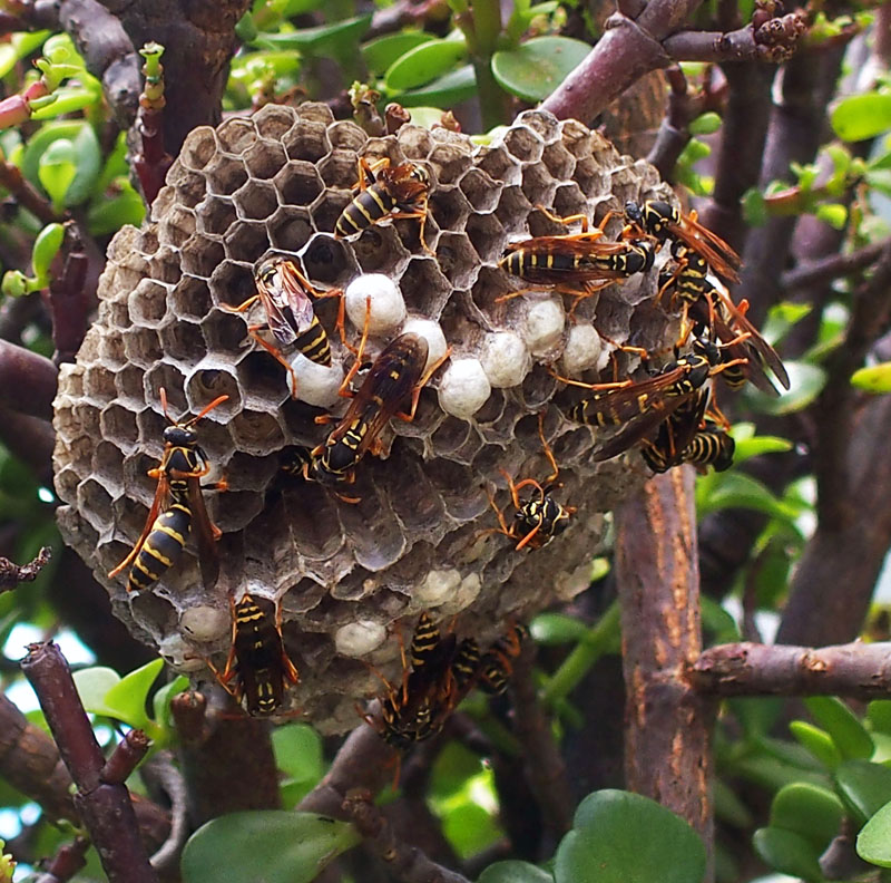 Wasp Nest