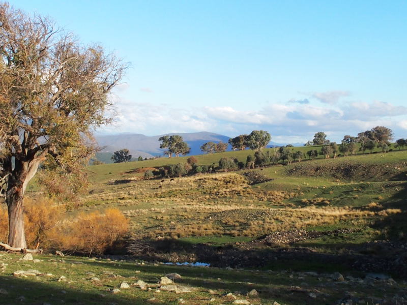 Classic Australian landscape