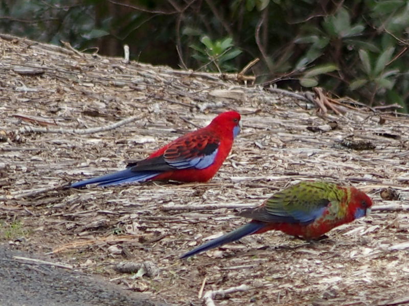 Rosellas feeding beside the path