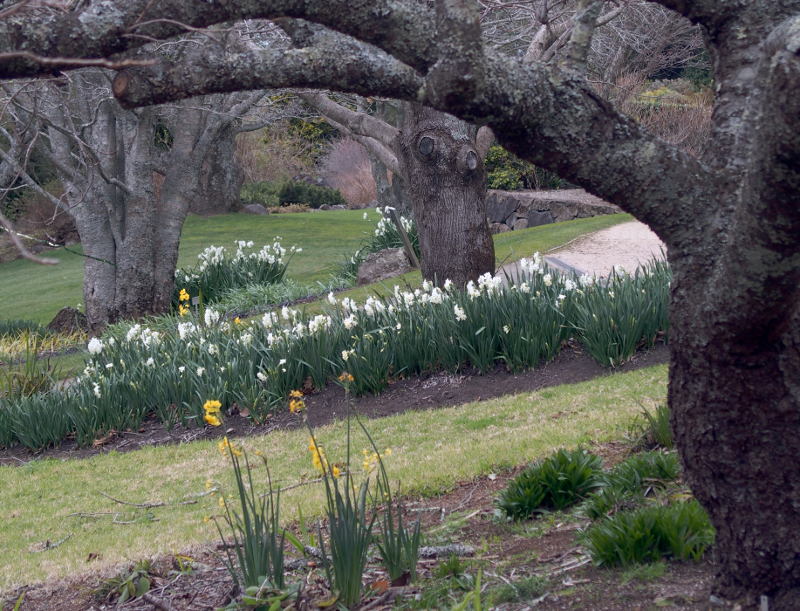 Daffodils on a winter day