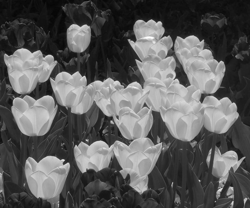 Tulips