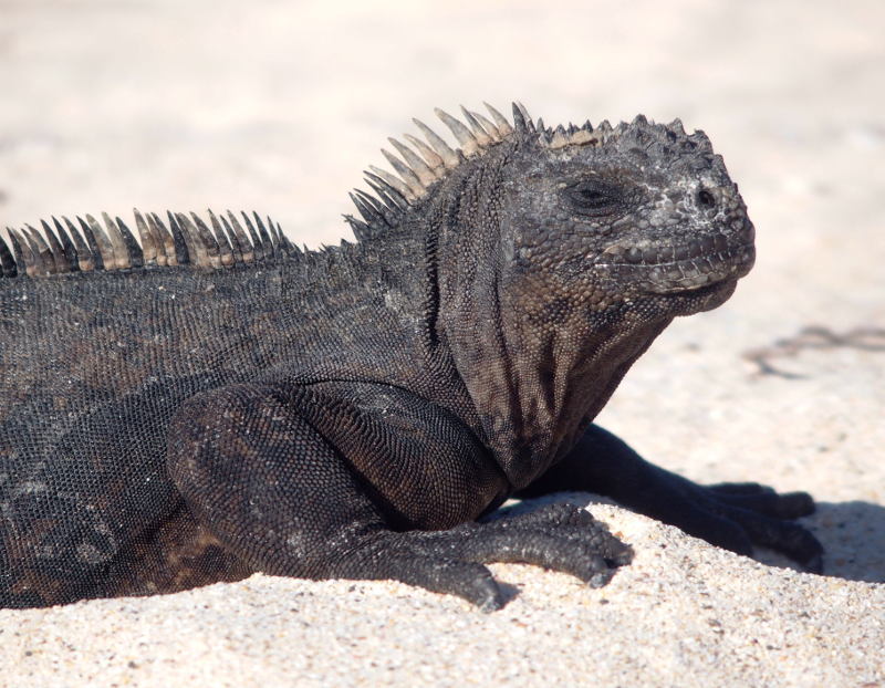0459: Marine iguana