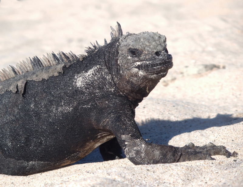 0462: Marine iguana
