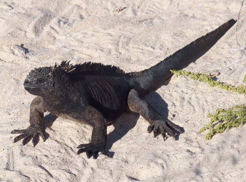 0470: Marine iguana