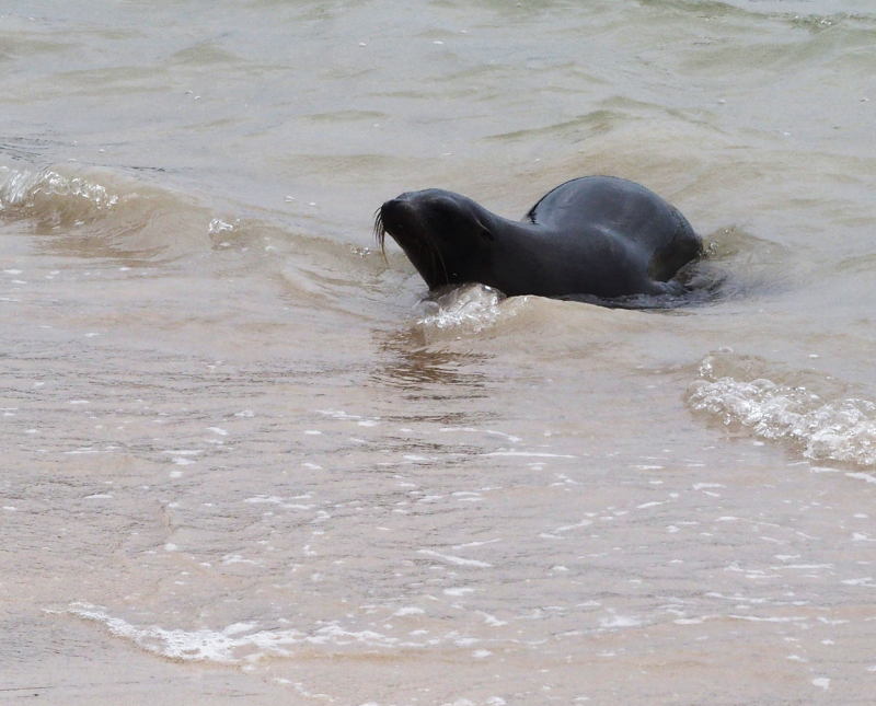 0057: Young sea lion considering