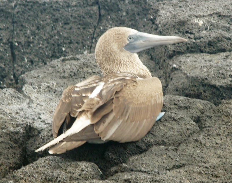 0680: Blue-footed booby