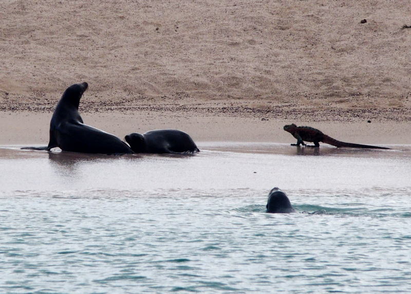 0683: Sea lions and a marine iguana