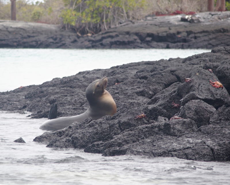 0713: Sea lion with crabs