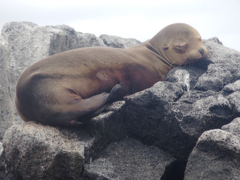 0733:Young sea lion