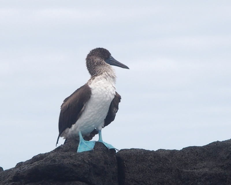 0761: Another blue-footed booby