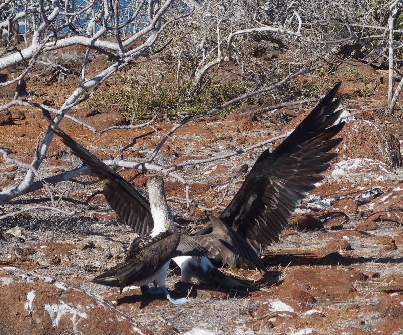 0256: The frigate bird goes for the chicks meal, not the chick.