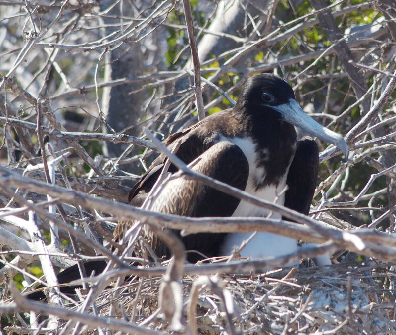 0294: Frigate Bird on Nest