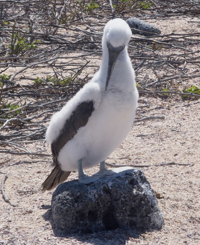 0381: Blue-footed booby