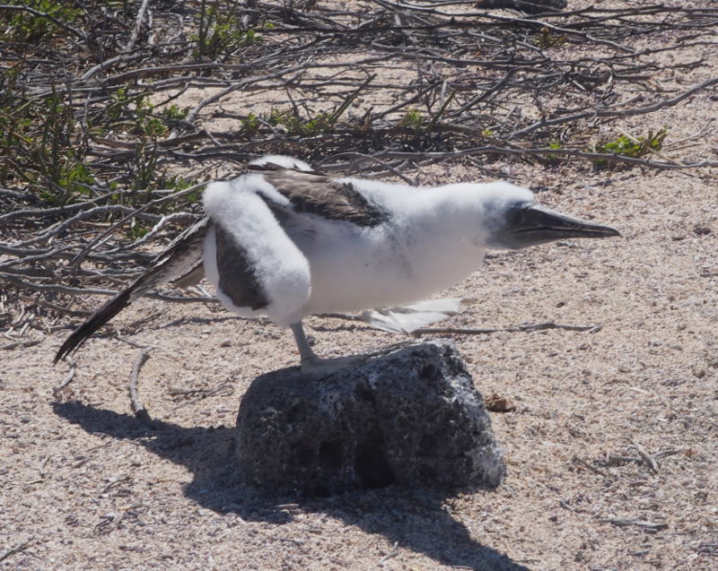 0388: Blue-footed booby