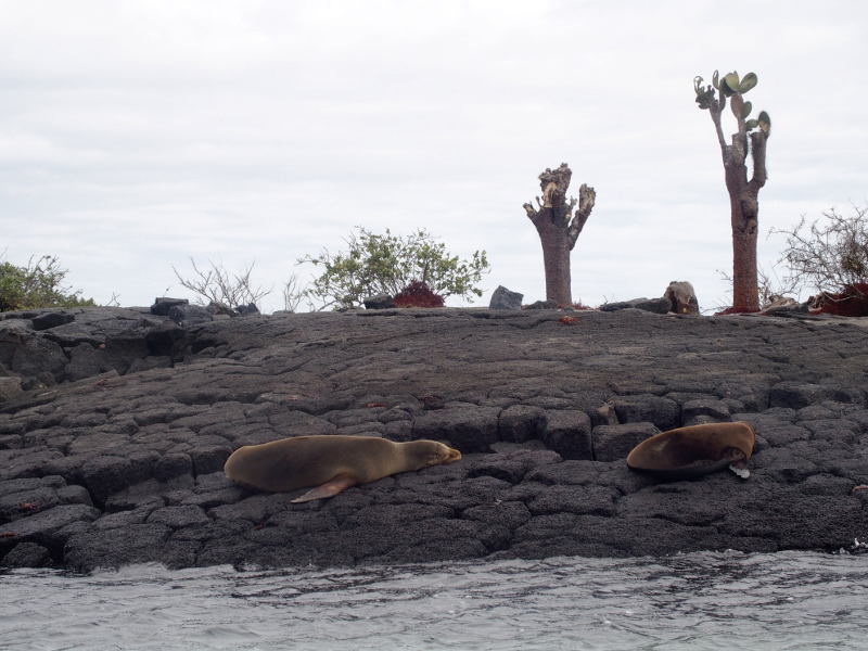 0709: Cactus, rock and sea lions