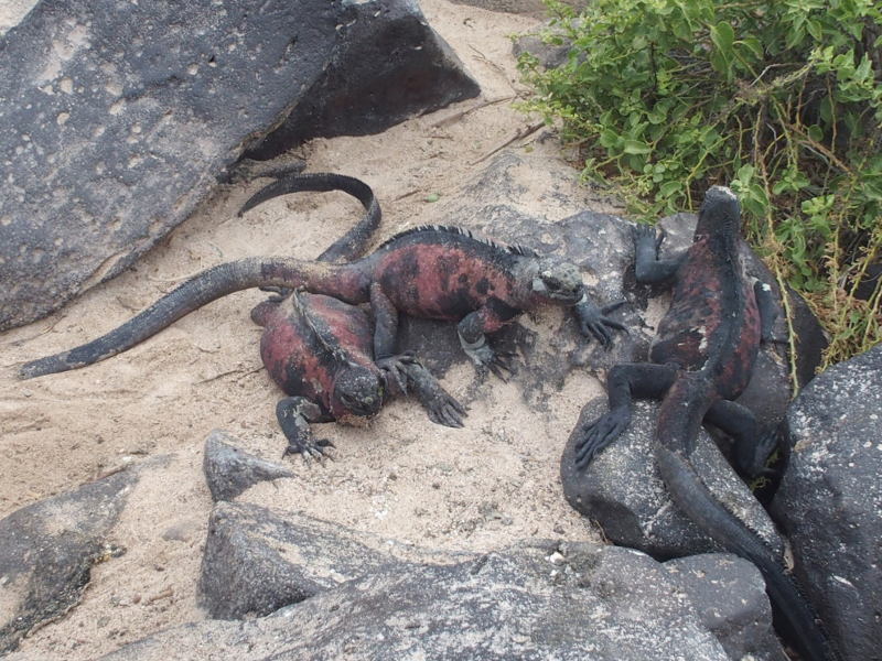 0882: Marine iguanas
