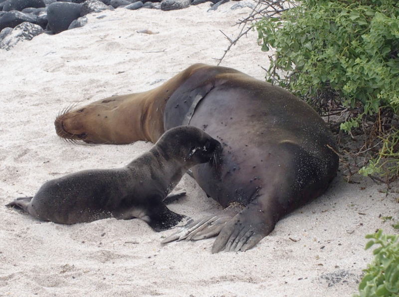 0883: Sea lions: mother and pup