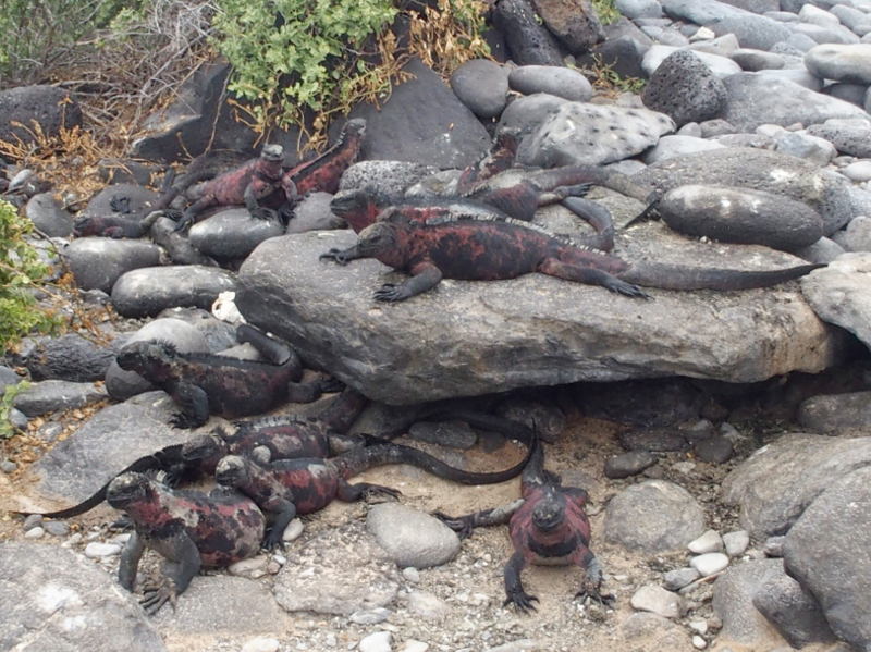0885: Marine iguanas