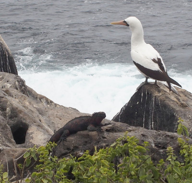 0889: Nazca booby and marine iguana