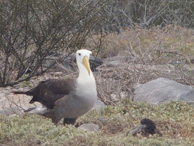 0924: Waved albatross and chick