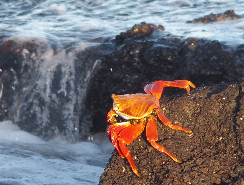 Sally Lightfoot Crab