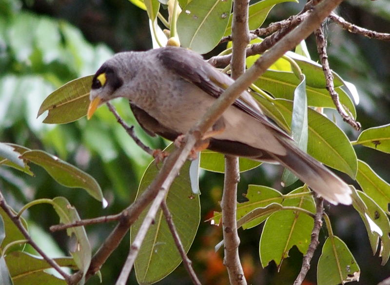 Noisy miner  2