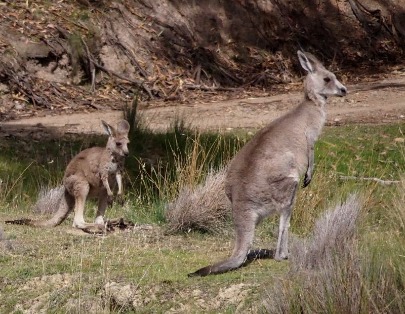 Mother and Young 