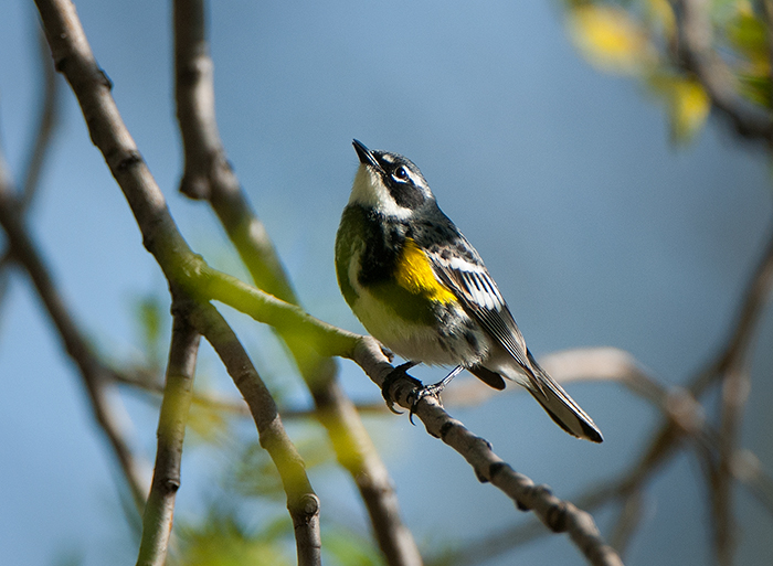 Yellow Rumped Warbler