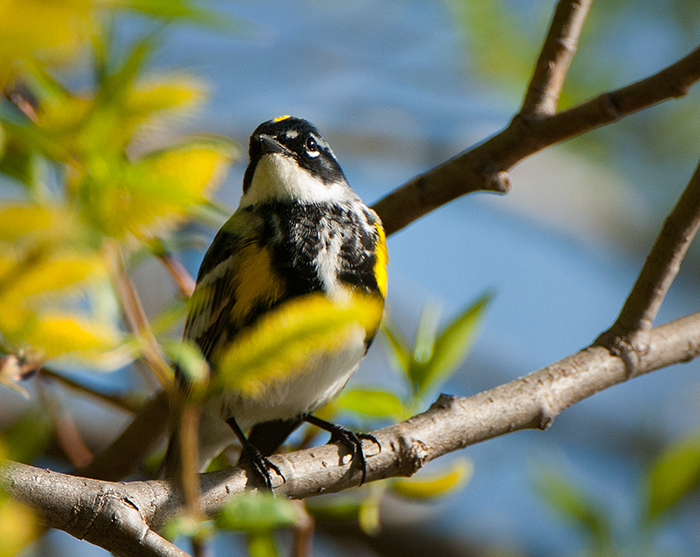 Yellow Rumped Warbler