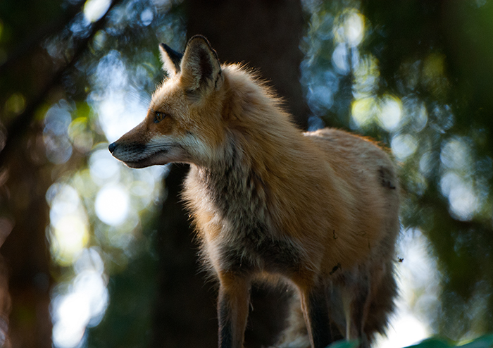 Fox