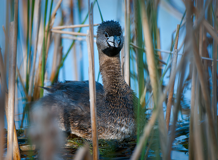 Grebe