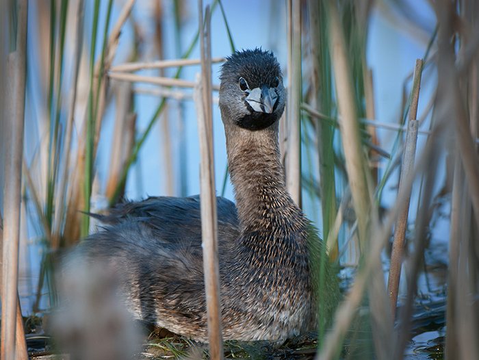 Grebe