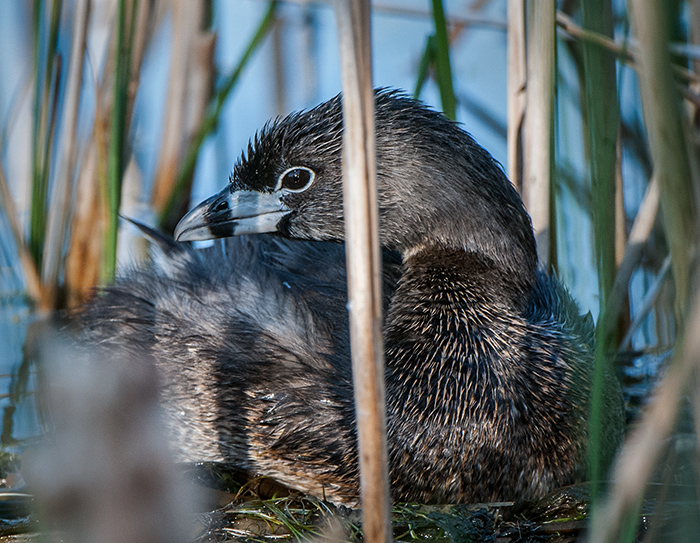 Grebe