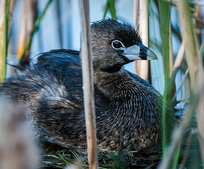Grebe