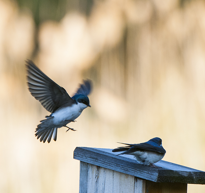 Tree Swallow