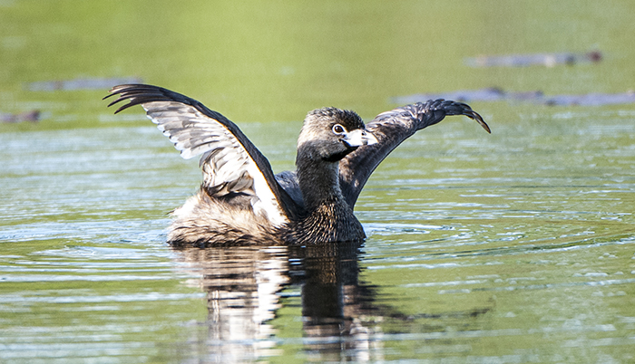 Grebe