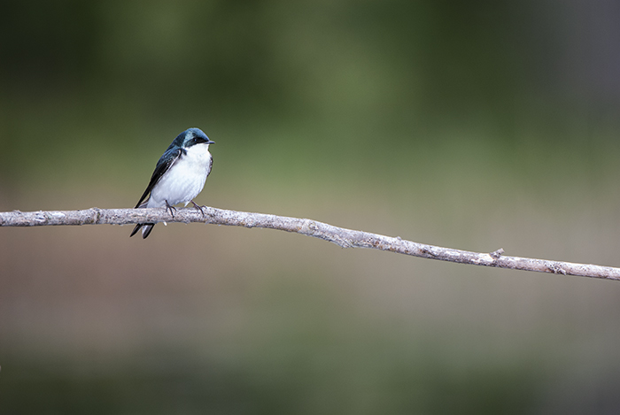 Tree Swallow