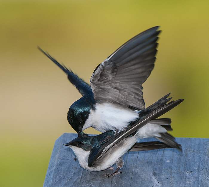 Tree Swallow