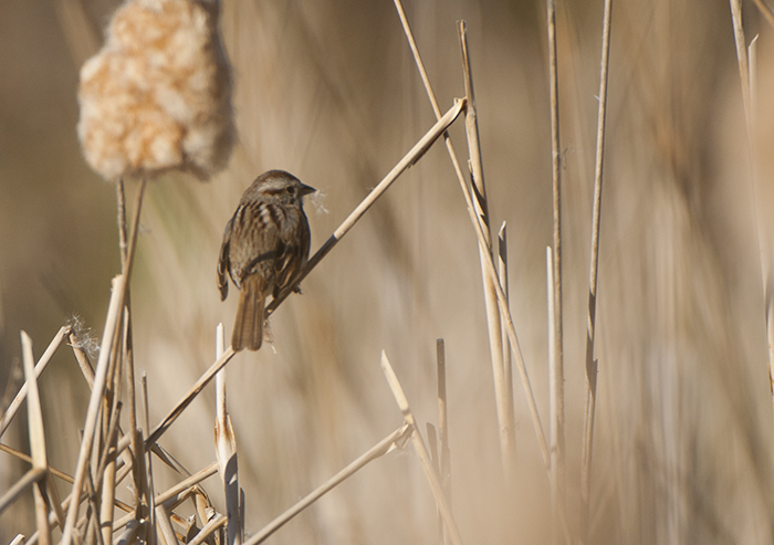 Sparrow