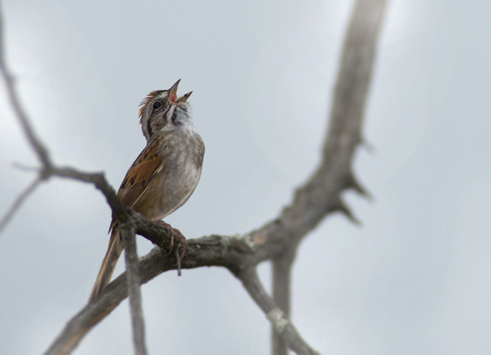 Song Sparrow