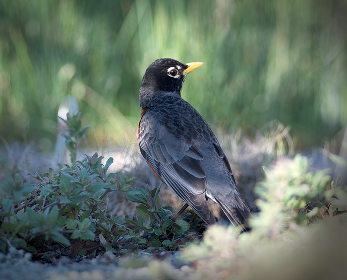 American Robin