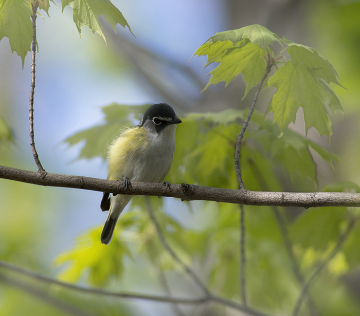 Yellow Rumped Warbler
