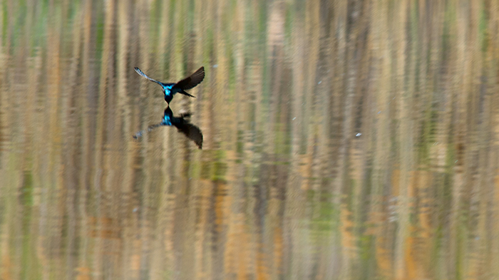 Tree Swallow