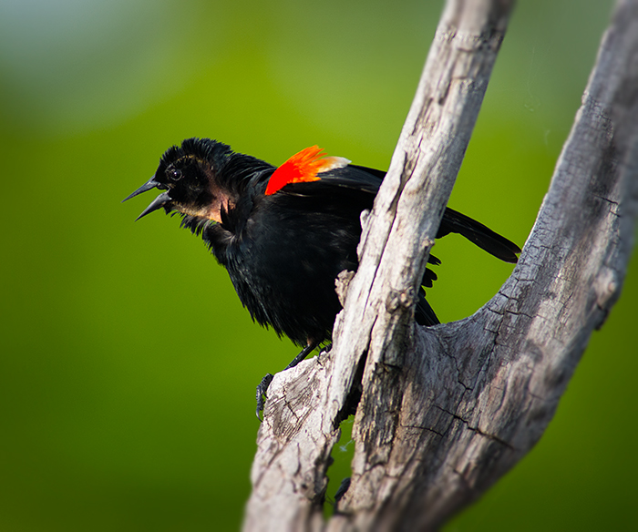 Red winged Blackbird