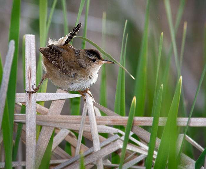 Winter Wren