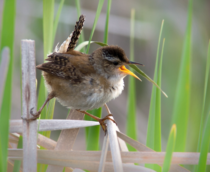 Winter Wren