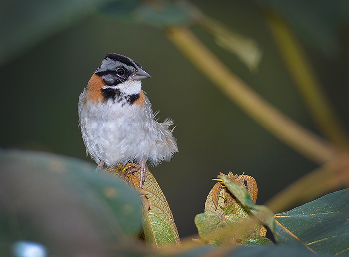 Rufous-collared Sparrow