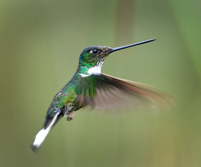 Collared Inca